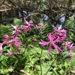 Lychnis flos-cuculi Blüte
