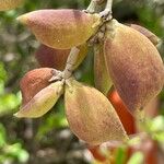 Avicennia schaueriana Fruit