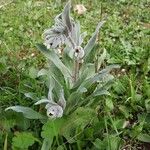 Pardoglossum cheirifolium Flower