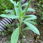 Oenothera parviflora Fuelha