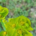 Euphorbia serrata Květ