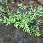 Pteris ensiformis Листок