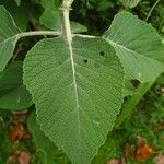 Colquhounia coccinea Leaf