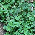 Saxifraga hirsuta Hábito