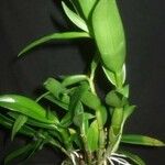 Dendrobium antennatum Blatt
