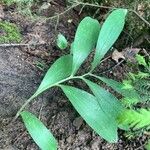 Ruscus hypoglossum Fulla