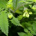 Nasa triphylla Hábito