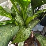 Aglaonema costatum Blatt