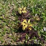 Pedicularis oederi Blatt