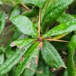 Berberis julianae 叶