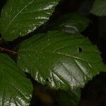 Rubus questieri 葉