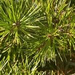 Pinus bungeana Feuille