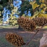 Betula alleghaniensis Fruit