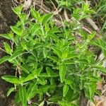 Barleria volkensii Leaf