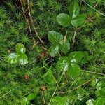 Rubus hispidus Fruct