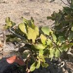 Pappea capensis Liść