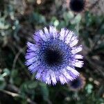 Globularia alypum Kvet