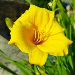 Hemerocallis lilioasphodelusBlomst