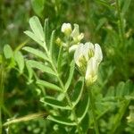 Astragalus hamosus Blomst