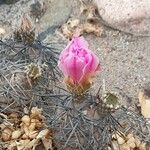 Tephrocactus alexanderi Flor