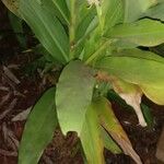 Hedychium coronarium Blad