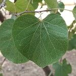 Cercis occidentalisBlatt