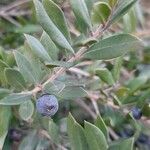 Myrtus communis Fulla