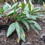 Erythronium americanum Alkat (teljes növény)