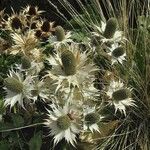 Eryngium giganteum Habitus