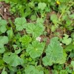 Malva pusilla Leaf