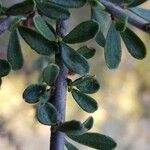 Ceanothus cuneatus Frunză