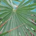 Coccothrinax miraguama Leaf