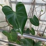 Philodendron hederaceum Leaf