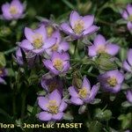 Spergularia rubra Flor