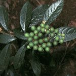 Solanum asperum Vili