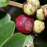 Ficus colubrinae Frukt