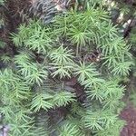 Taxus canadensis 葉