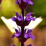 Salvia nemorosa Hábito