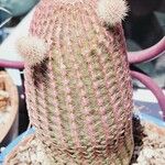 Echinocereus rigidissimus Folha