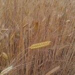 Triticum monococcum 果