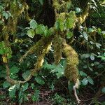 Begonia poculifera Natur