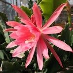 Disocactus phyllanthoides Blüte