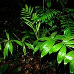 Bactris cuspidata Leaf