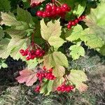 Viburnum trilobum फल