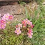 Saxifraga rosacea Flors
