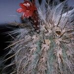 Oreocereus leucotrichus Flower