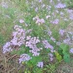 Chromolaena hirsuta Hoja