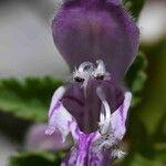 Lamium garganicum Flower