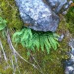 Asplenium trichomanes-ramosum Habitus