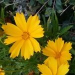 Coreopsis auriculata Blüte